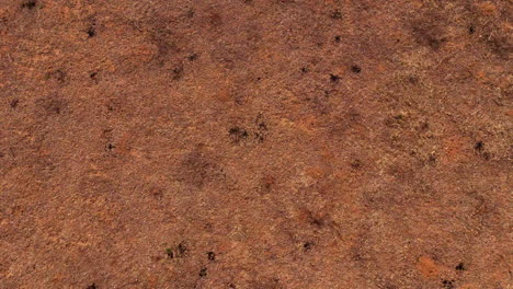aerial view of dry land and a horse