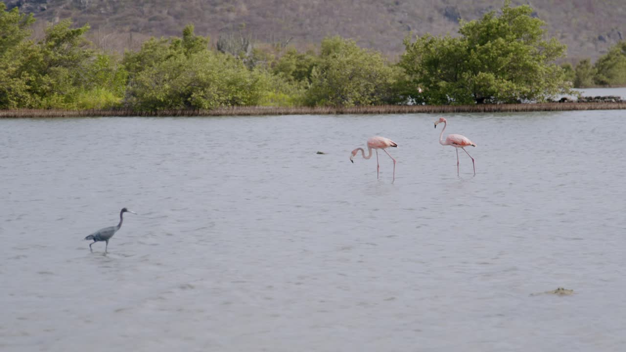 두 마리의 분홍색 플라밍고가 조용한 물 속에서 잔잔한 초록색을 배경으로 헤엄치고 있다.