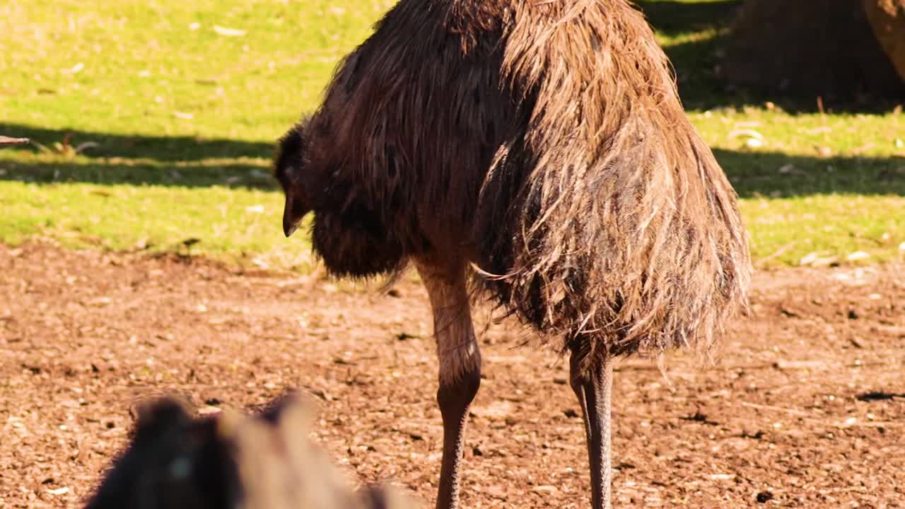 동물원 안 에서 고 있는 새우