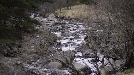 Static-shot-of-a-rocky-river-within-a-pine-forest-at-winter