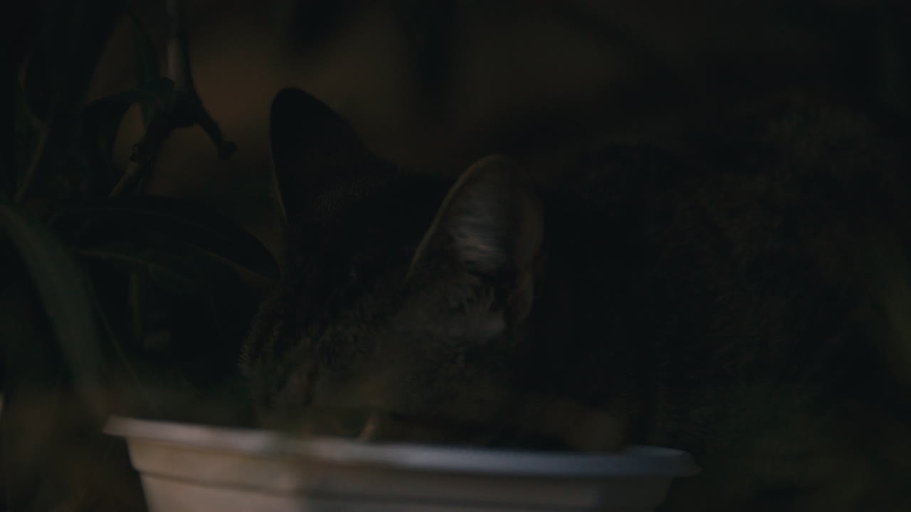 A young stray kitten peeks out from dense bushes, eyes wide and alert as it eats quietly, bathed in warm, fading evening light
