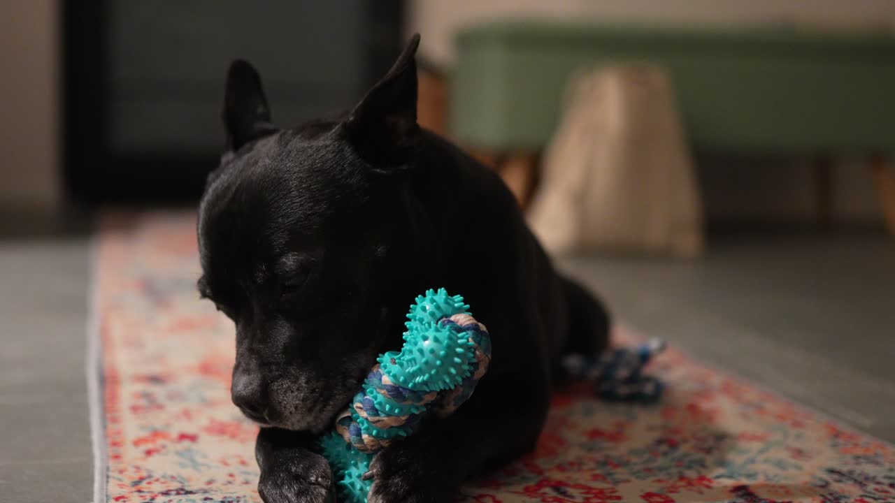 A small, elderly black dog playing and licking its blue toy. A heartwarming moment full of joy and affection.