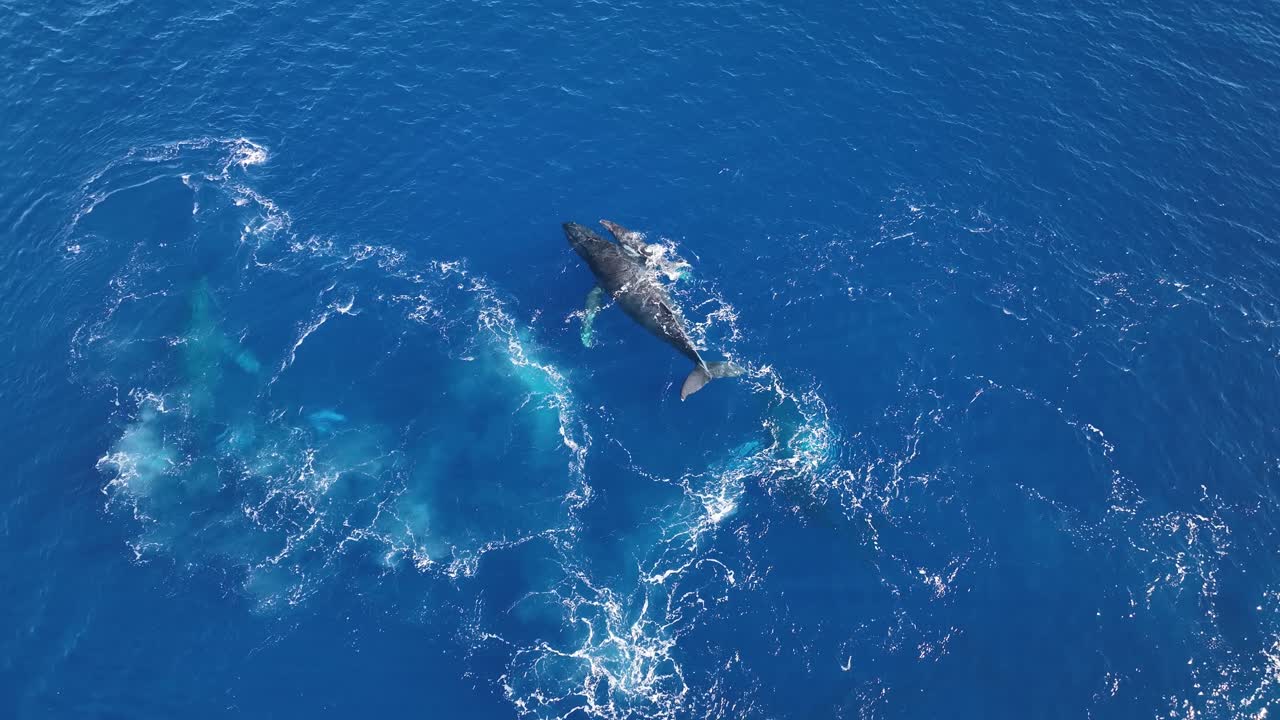 갓 태어난 송아지의 탄생을 축하하는 혹등고래