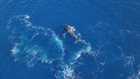 ballenas jorobadas celebrando el nacimiento de una cría recién nacida