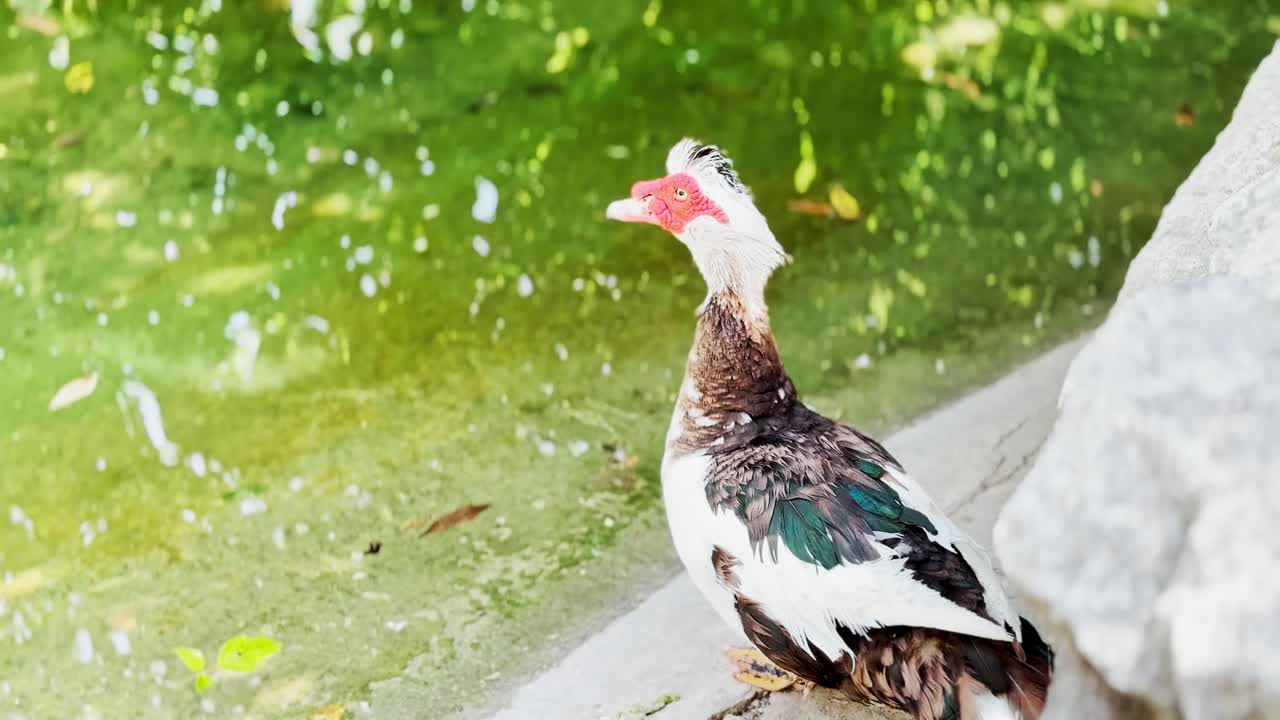 A Muscovy duck standing by a green pond