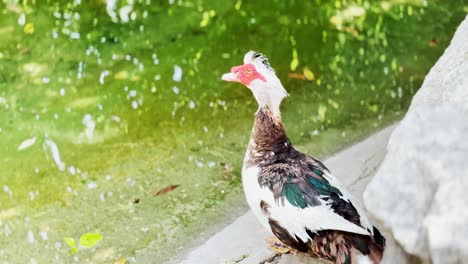 a muscovy duck standing by a green pond