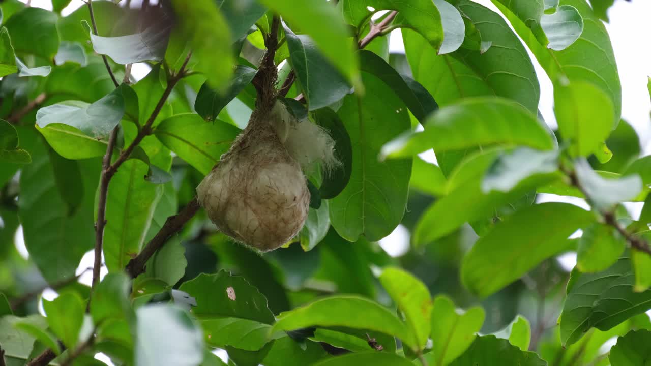 mostrando su cabeza mientras espera que sus padres traigan comida, el pico de flores de espalda escarlata dicaeum cruentatum, tailandia
