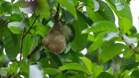 showing its head out while waiting for its parents to bring food, scarlet-backed flowerpecker dicaeum cruentatum, thailand