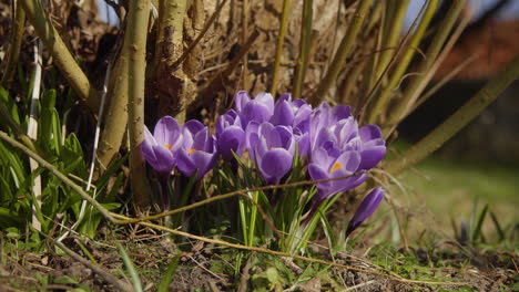 azafrán púrpura que crece en el jardín en primavera justo antes de la pascua 4k acercar