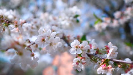 sakura branch with white flowers. blossom spring garden