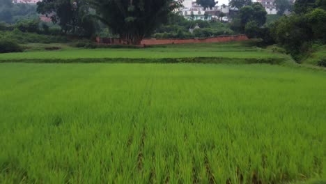 Pan-up-while-flying-through-rice-field-in-Madagascar,-Africa