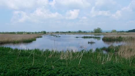 scenic view of flooded lake environment with reeds on somerset levels, west country of england uk