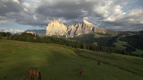 horses pasturing on grassy hill near lush coniferous forest