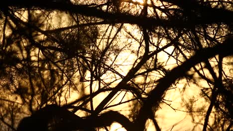 Close-up-of-branches-tree-moved-by-the-wind