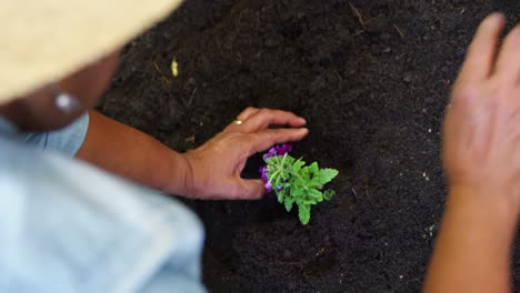 mujer mayor plantando una planta