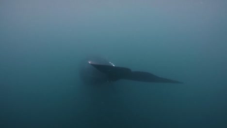 southern right whale show the tail and swim away under the calm blue sea in argentina - underwater slowmo