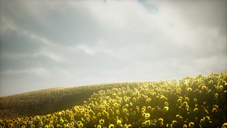 Wunderschöne-Sonnenblumen-Und-Wolken-In-Einem-Sonnenuntergang-In-Texas