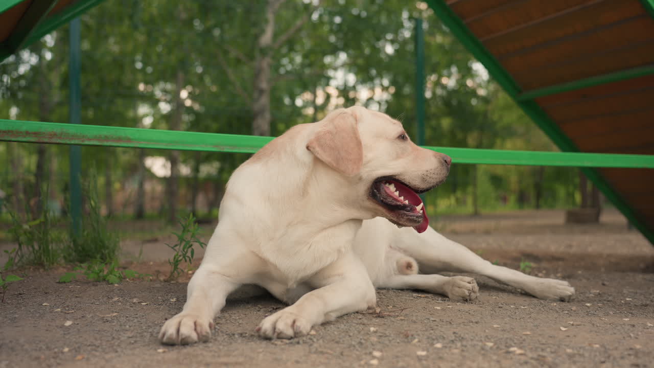 잎이 무성한 나뭇가지 아래에서 평온하게 쉬고 있는 개, 그늘진 공원의 나무 아래에서 편안하게 누워있는 래브라도, 잎이 무성한 나무 그늘 아래에서 평화롭게 휴식을 취하는 차분한 강아지