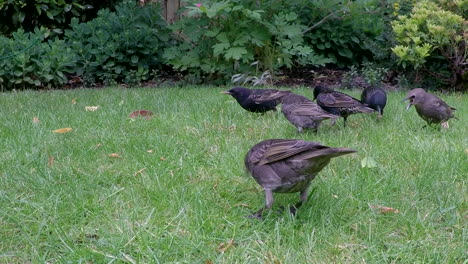 Beautiful-Starling-birds-feeding---close-up