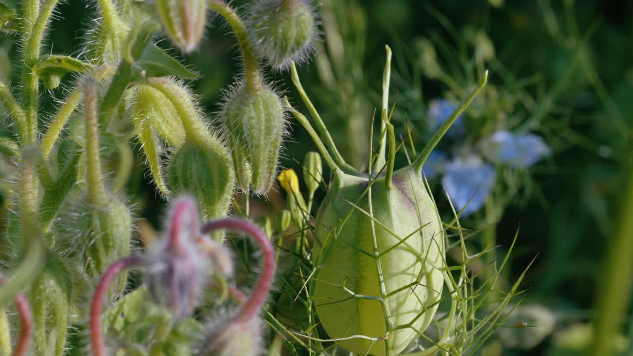 Split screen composition displaying hairy stems of borage buds alongside a swollen green nigella seed capsule in a natural garden environment