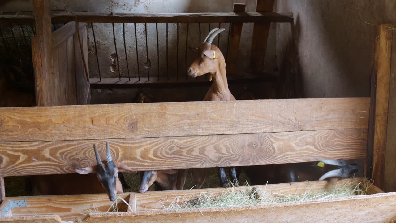 Group of goats inside a rustic wooden stable eating hay and moving around the pen