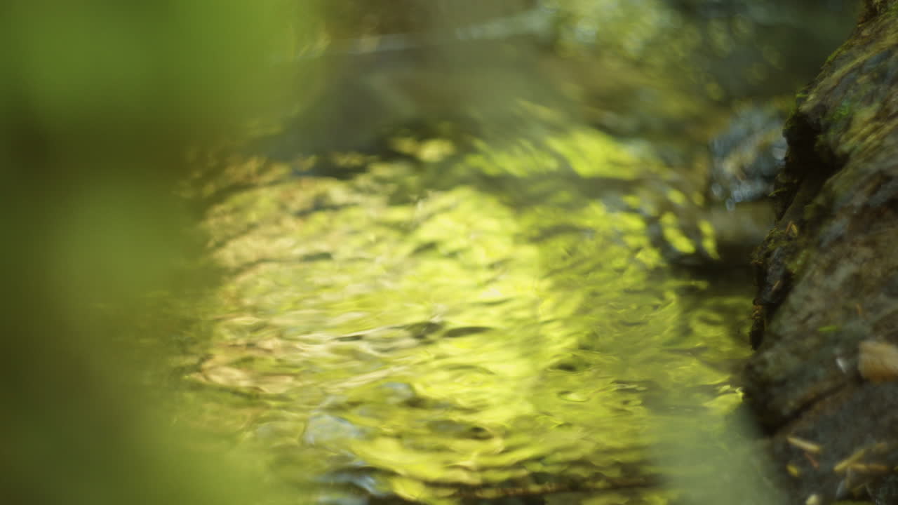 Rippling Water Reflecting Foliage