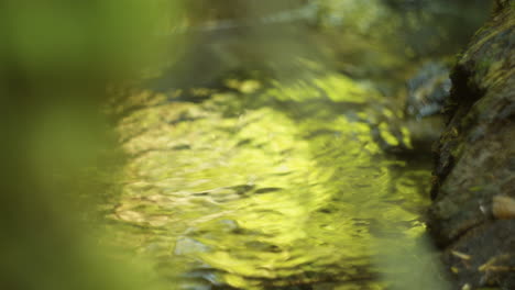 rippling water reflecting foliage