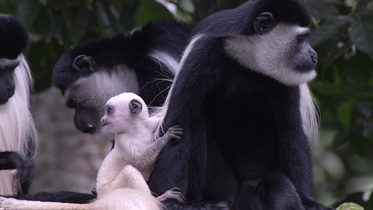imágenes raras de un arrebatamiento de un mono colobo blanco y negro bebé recién nacido