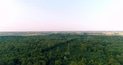 Hermosa-Vista-Del-Bosque-Desde-Arriba