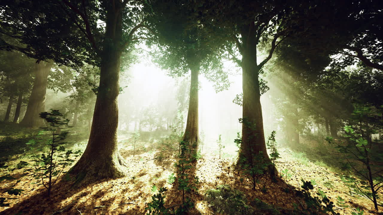 Bright sunlight filters through tall trees in a serene forest setting