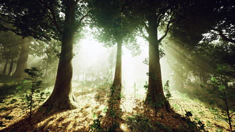 bright sunlight filters through tall trees in a serene forest setting