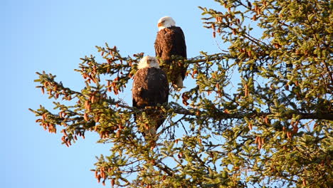 a bald eagle couple sits perched in a tree on a windy day on kodiak island alaska