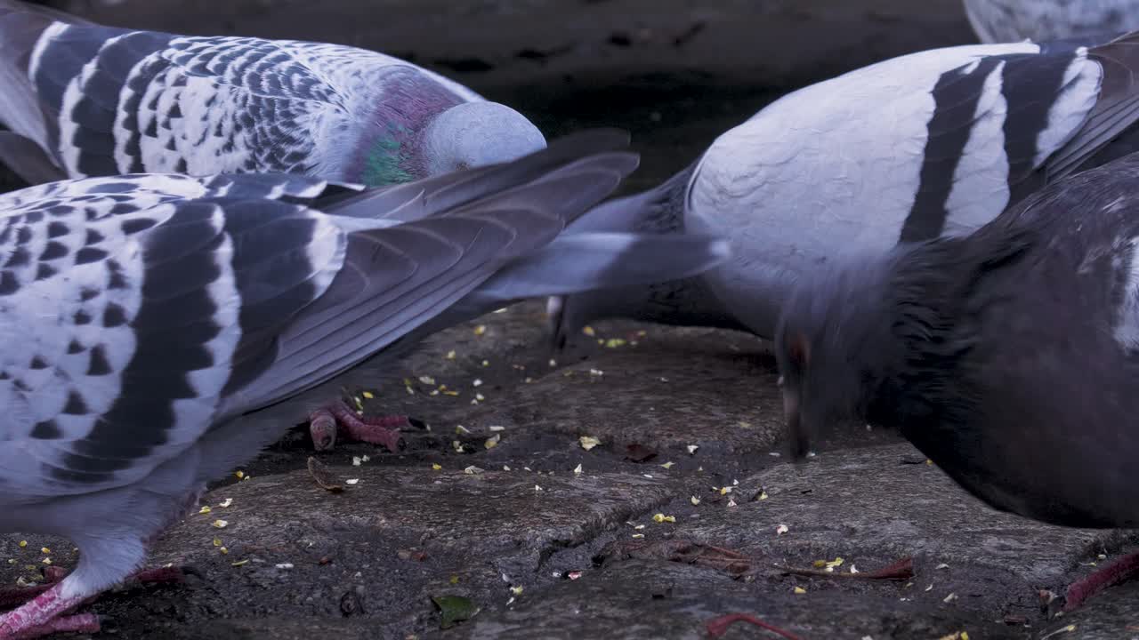 Primo piano di un piccione torraiolo che mangia cibo da terra su una strada cittadina. Vista dettagliata del comportamento alimentare di un uccello urbano in un ambiente pubblico
