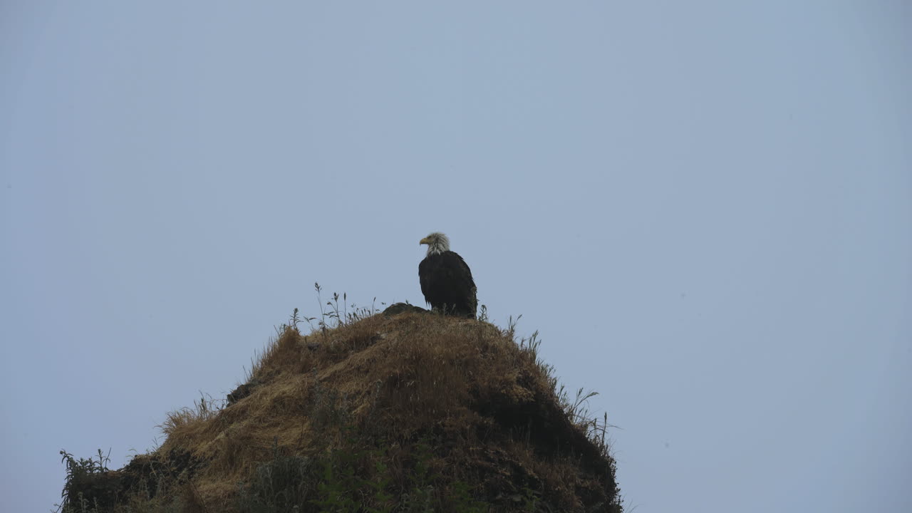 águila calva posada con nido en un afloramiento rocoso con vistas a la costa brumosa