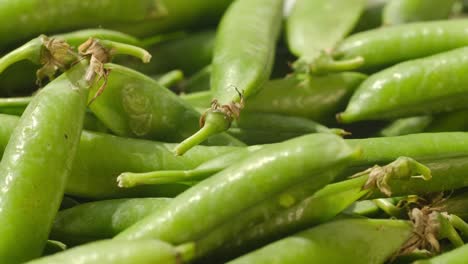 closeup of hands picking up freshly picked green peas closeup of hands picking up freshly picked green peas