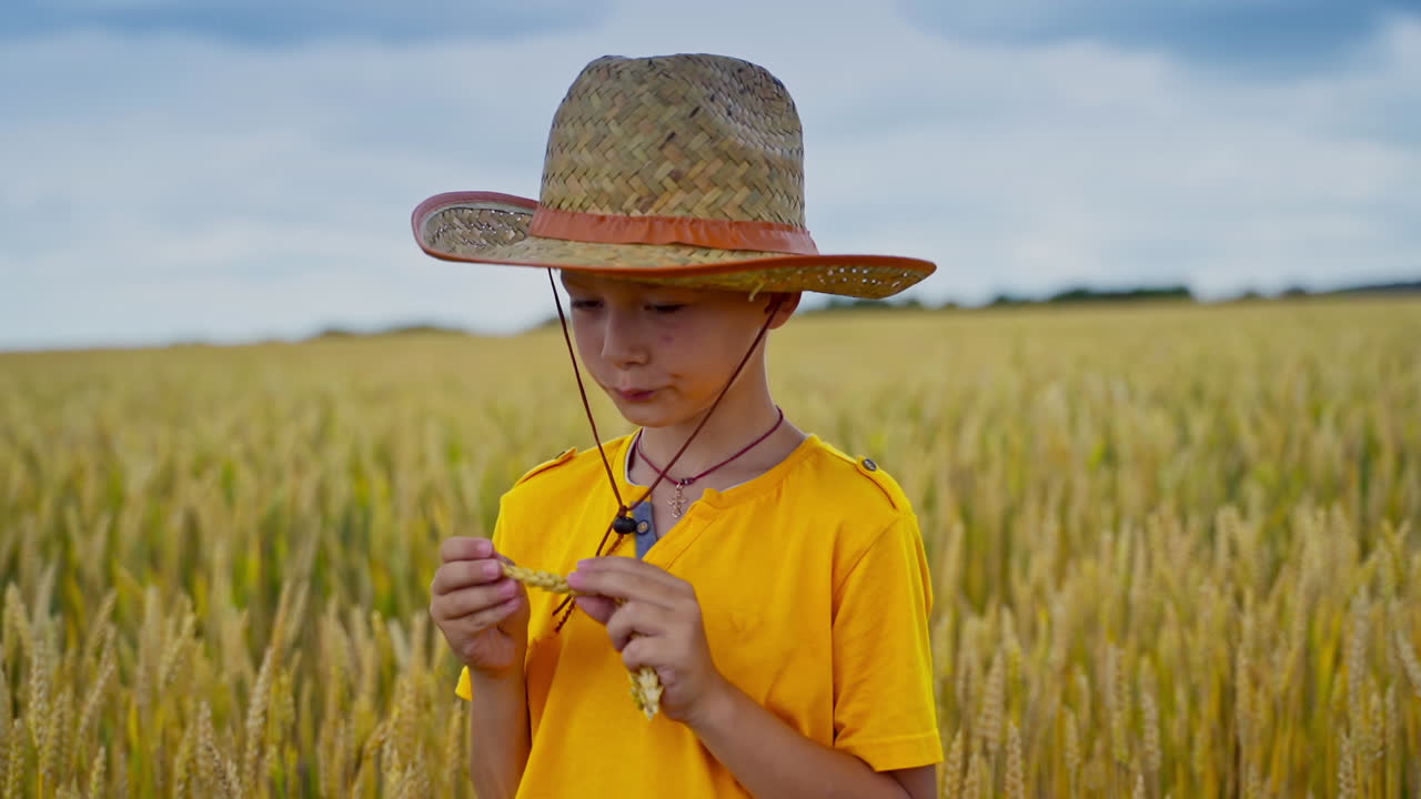 Little boy holding wheat ears in hands in a field. Kid with rye in hands. Straw hat on head. Video from a side.