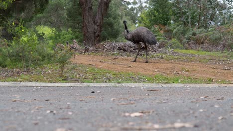 Emu-Mit-Küken-Im-Land