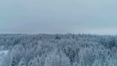 Drones-Aéreos-En-Cámara-Lenta-Que-Vuelan-Sobre-Las-Ramas-Superiores-De-Los-Abetos-Cubiertos-De-Nieve,-Revelando-Un-Vasto,-Salvaje-Y-Majestuoso-Paisaje-Y-Un-Cielo-Blanco-Nevado