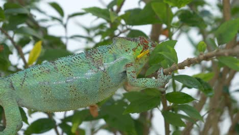 chameleon on a tree in jungle, madagaskar, nosy be, africa