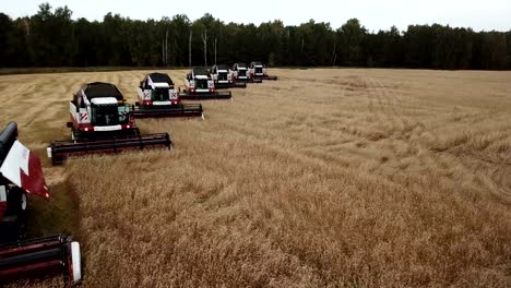 harvesters harvest wheat