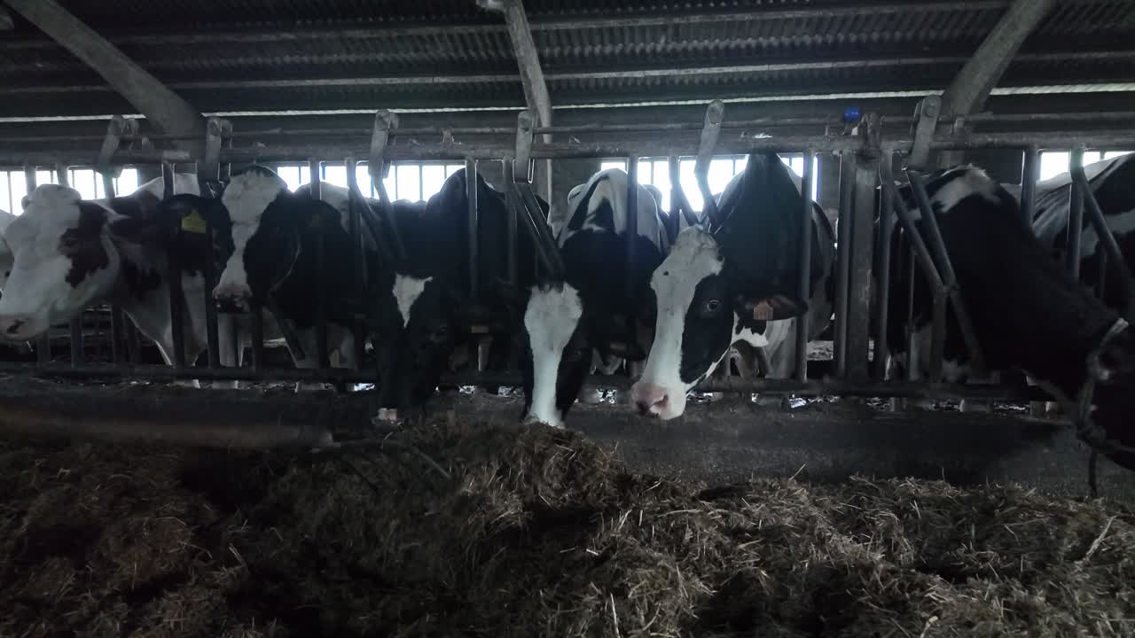 Slow motion scene of cattle feeding calmly on straw as part of a winter farm routine