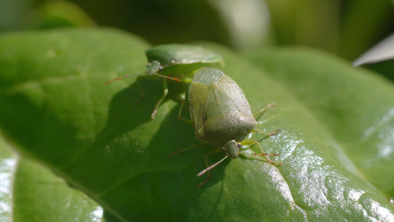 A couple of green stink bugs perform their mating ritual over a chard leaf