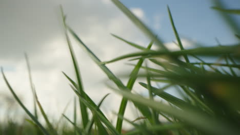 close-up view of grass and sky