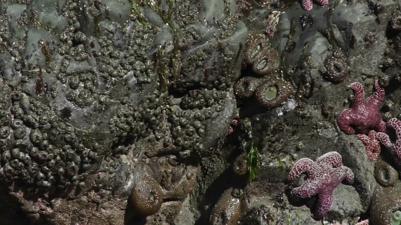 캘리포니아 또는 오레곤 해안을 따라 조수 웅덩이에 있는 불가사리