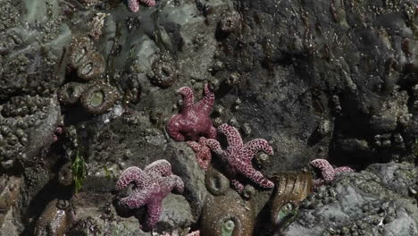 starfish in tide pools along the california or oregon coast