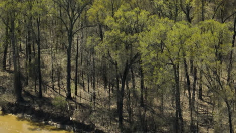 hardwood trees at the riverbanks of lower hatchie national wildlife refuge in tennessee, usa