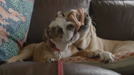 bulldog puppy and golden retriever playing with each other