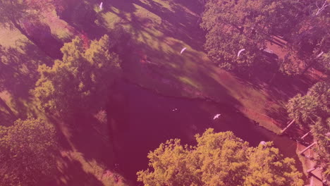 video de vista aérea de pájaros volando sobre árboles en el parque