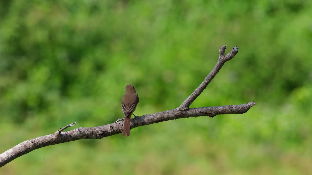 갈색 때까치, lanius cristatus는 맨 가지에 앉아 있는 동안 뒤에서 본 다음 왼쪽을 향하여 태국 프라추압 키리 칸에서 머리를 드러냅니다.