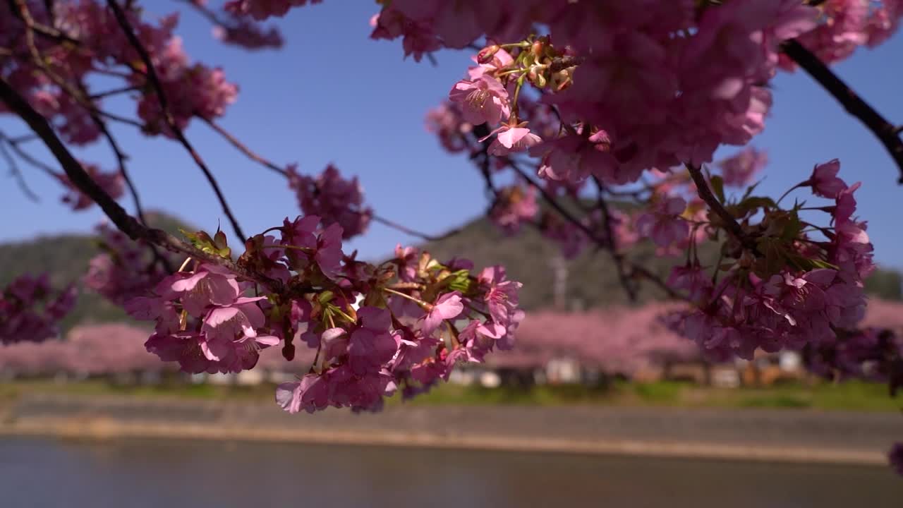 vista de cerca en cámara lenta de cerezos contrastantes contra el río